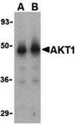 Akt1 Antibody