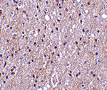 CTRP4 Antibody