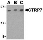CTRP7 Antibody