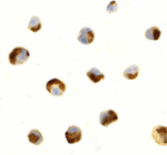 CTRP7 Antibody