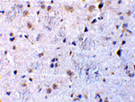 CTRP7 Antibody