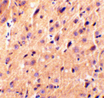 Precerebellin Antibody
