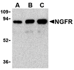 NGFR Antibody