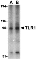 TLR1 Antibody
