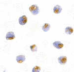 TLR1 Antibody