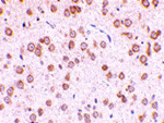 TLR5 Antibody