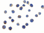 TLR6 Antibody