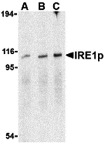 IRE1p Antibody