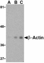 Beta-actin Antibody