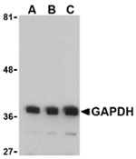 GAPDH Antibody