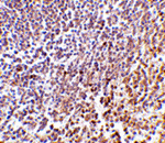 MD-1 Antibody