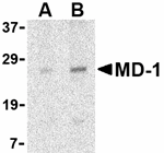 MD-1 Antibody
