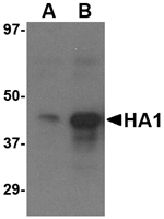 Avian Influenza Hemagglutinin 3 Antibody
