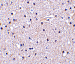 Nicastrin Antibody