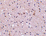 Nicastrin Antibody