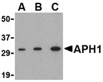 APH1 Antibody