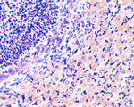 RPA Interacting Protein Antibody