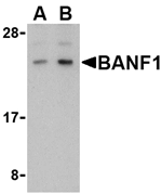 BANF1 Antibody