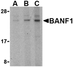 BANF1 Antibody