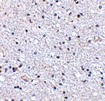 TSLP Antibody