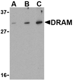 DRAM Antibody