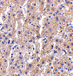 DRAM Antibody