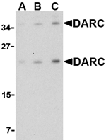 DARC Antibody