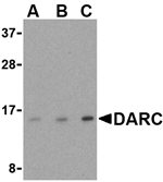 DARC Antibody