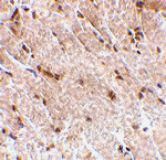 MAPKAP1 Antibody
