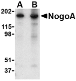 NogoA Antibody