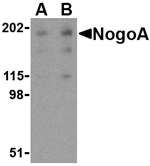 NogoA Antibody
