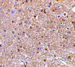 NogoA Antibody