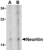 Neuritin Antibody