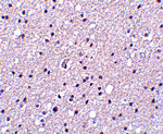 Neurotrypsin Antibody