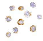 TRIM25 Antibody