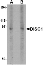 DISC1 Antibody