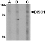 DISC1 Antibody