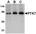 PTK7 Antibody