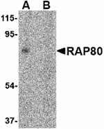 RAP80 Antibody