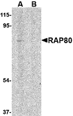 RAP80 Antibody
