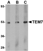 TEM7 Antibody