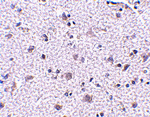 CDNF Antibody