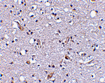 Nhe-1 Antibody