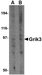 Grik3 Antibody