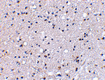 Grik4 Antibody
