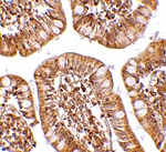 ZBP1 Antibody