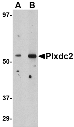 Plxdc2 Antibody