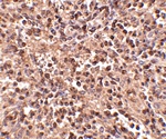 ATG5 Antibody