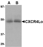 CXCR4-Lo Antibody