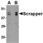 SCRAPPER Antibody